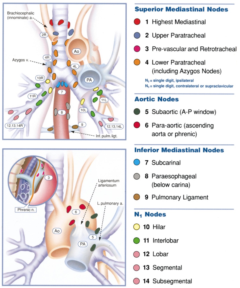 Mediastinal Nodes